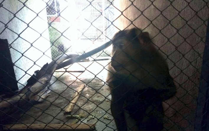 Rescuing one individual of primate to release back into the wild